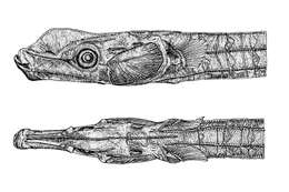 Plancia ëd Histiogamphelus cristatus (Macleay 1881)