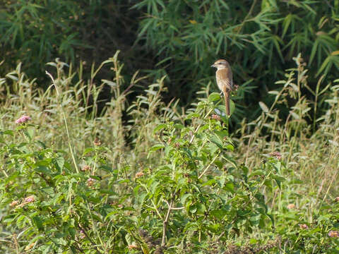 Image of Brown Shrike