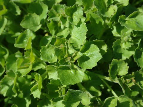 Image of Peach-leaf Bellflower