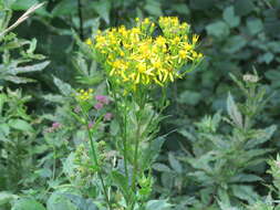 Image of wood ragwort