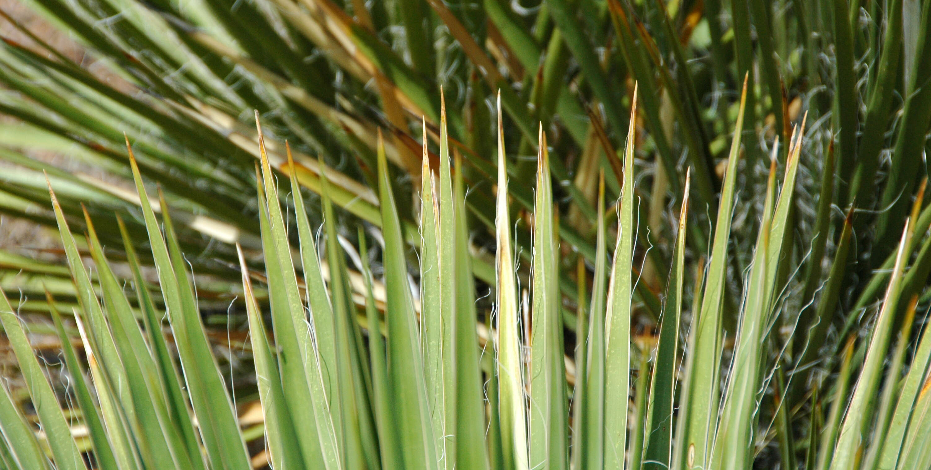 Sivun Yucca glauca Nutt. kuva