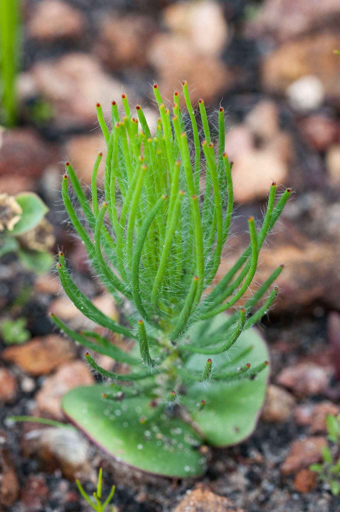 Image of Leucadendron platyspermum R. Br.