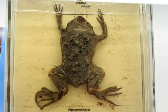 Image of Surinam toad