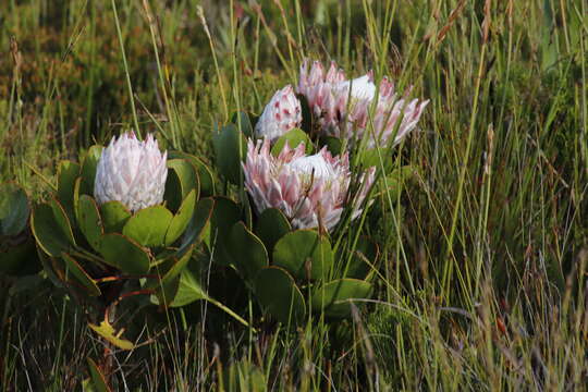 Imagem de Protea cynaroides (L.) L.