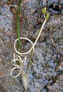 Image of spiral ditchgrass