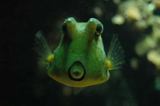 Image of Longhorn cowfish