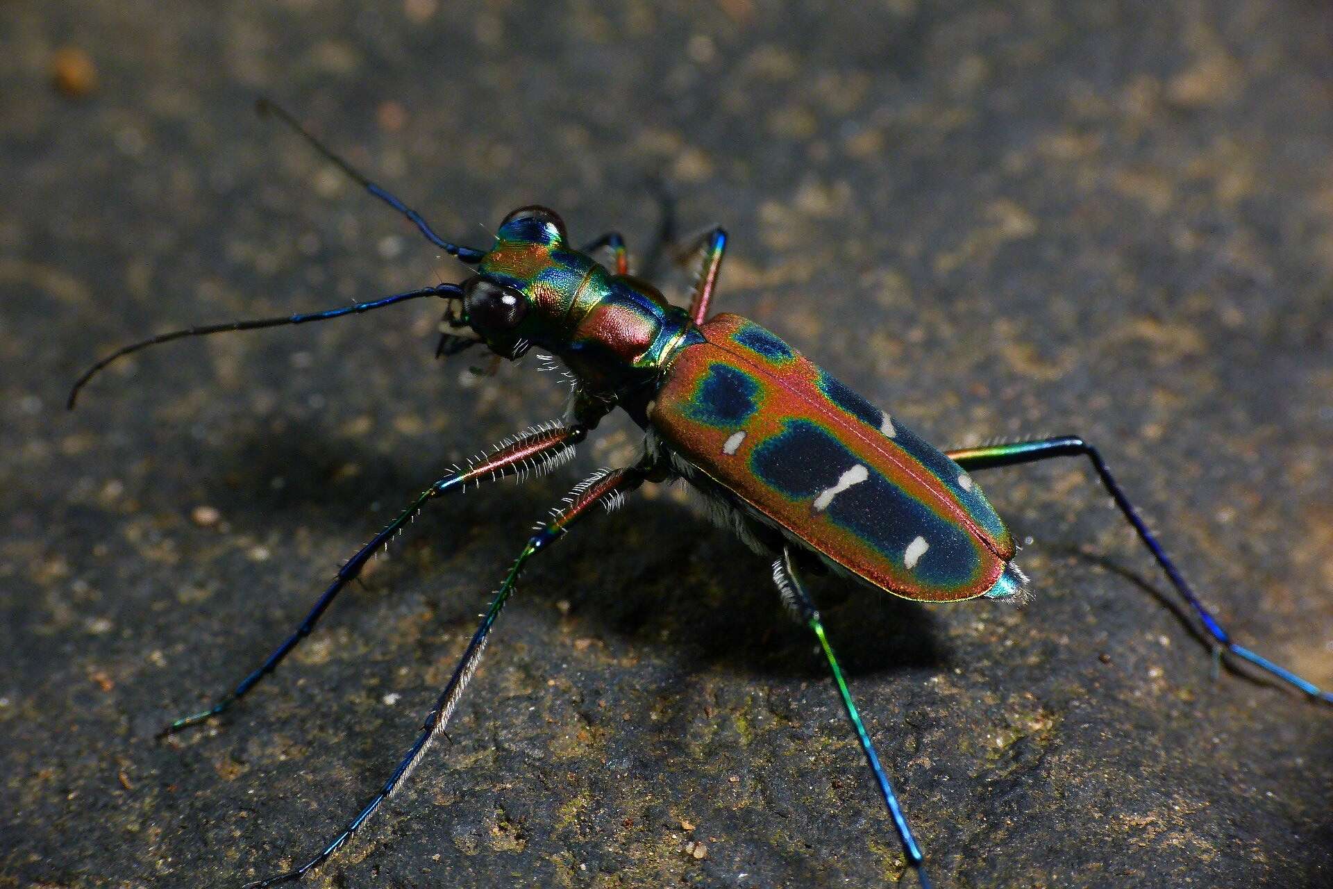 Image of Cicindela (Cosmodela) duponti Dejean 1826