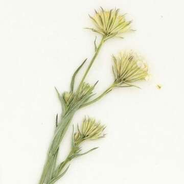 Imagem de Symphyotrichum potosinum (A. Gray) G. L. Nesom