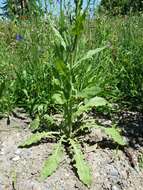 Image of smallflower hawksbeard