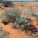 صورة Eremophila recurva Chinnock