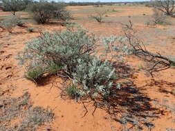 Image of Eremophila recurva Chinnock