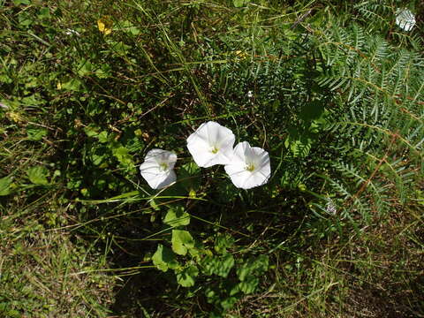 Plancia ëd Calystegia soldanella (L.) R. Br.