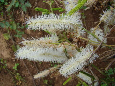 Image of Mimosa caesalpiniifolia Benth.