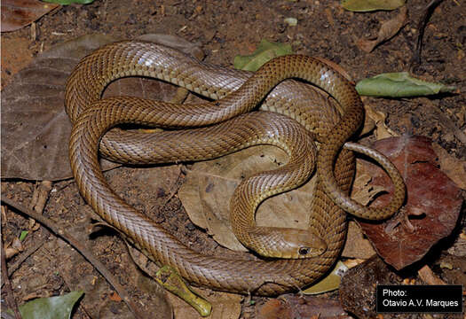 Philodryas patagoniensis (Girard 1858) resmi