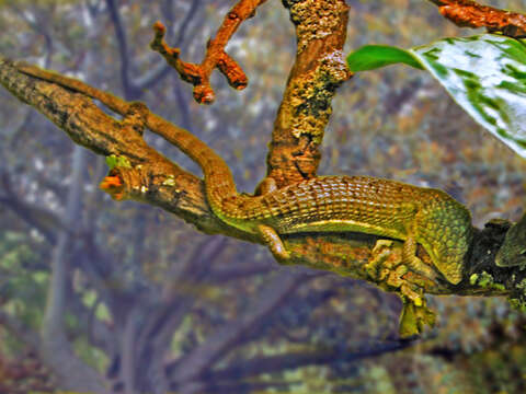 Image of Red-lipped Arboreal Alligator Lizard