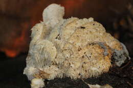 Image of Hericium cirrhatum (Pers.) Nikol. 1950