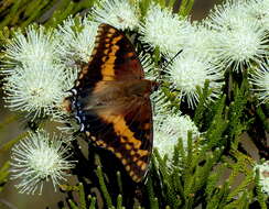 Image of Charaxes pelias