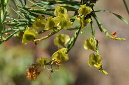 صورة Nuytsia