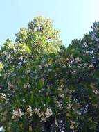 Image of strawberry tree