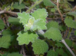 Image of Plectranthus madagascariensis (Pers.) Benth.