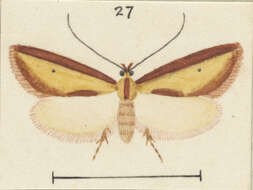 Image de Proteodes clarkei Philpott 1926