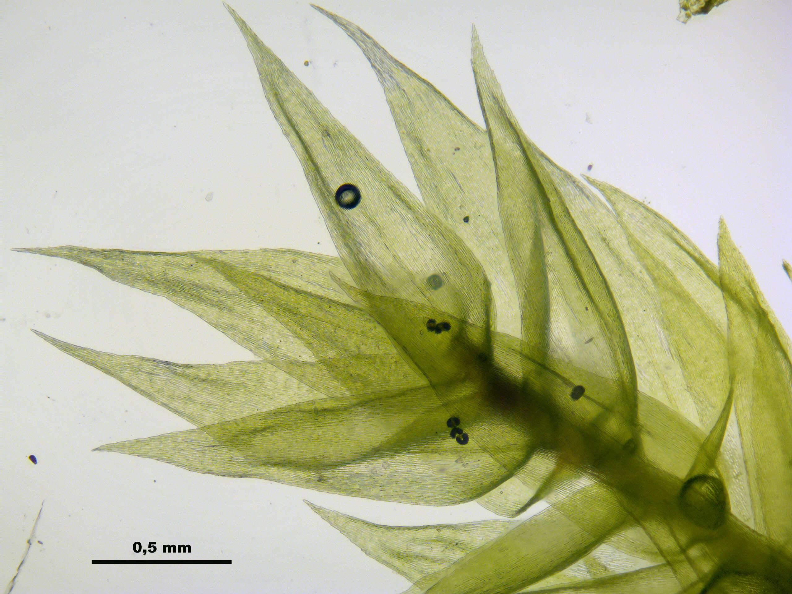 Слика од Brachythecium mildeanum W. P. Schimper ex Milde 1862