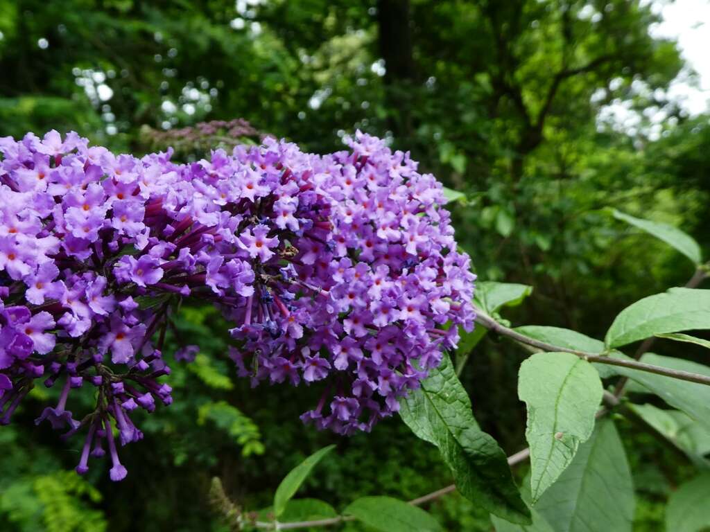 Image of butterfly-bush