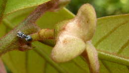 Image of Annona sylvatica A. St.-Hil.