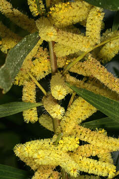 Plancia ëd Acacia longifolia (Andrews) Willd.