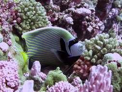 Image of Angelfish