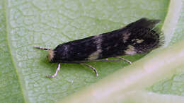 Image of Elachista apicipunctella Stainton