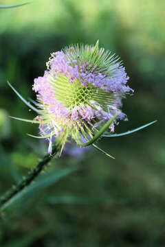 Image of Devil’s Bit Scabious