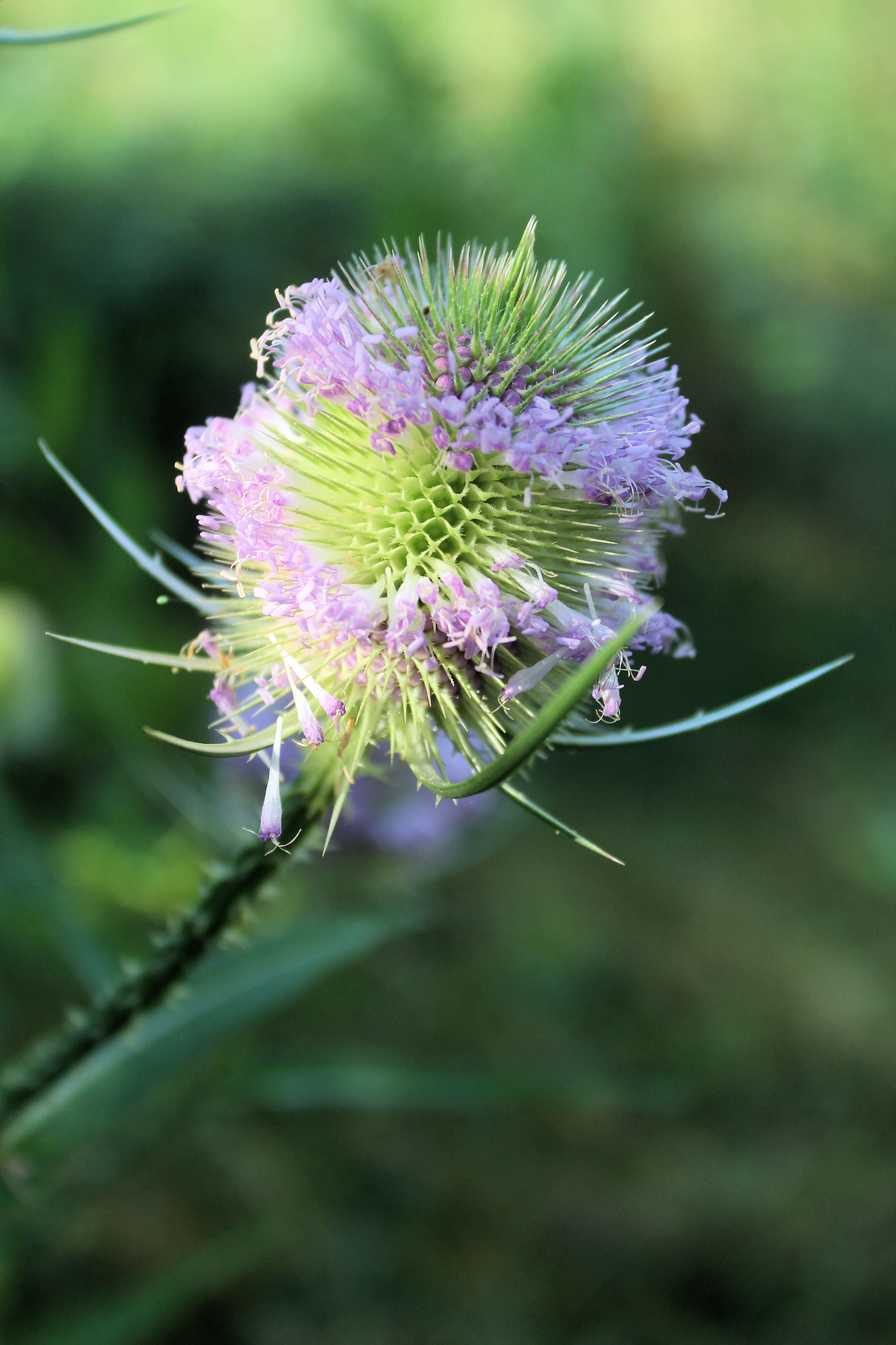 Image of Devil’s Bit Scabious