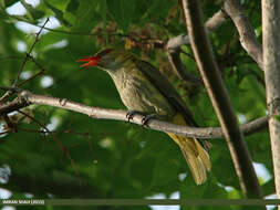 Image of Indian Golden Oriole