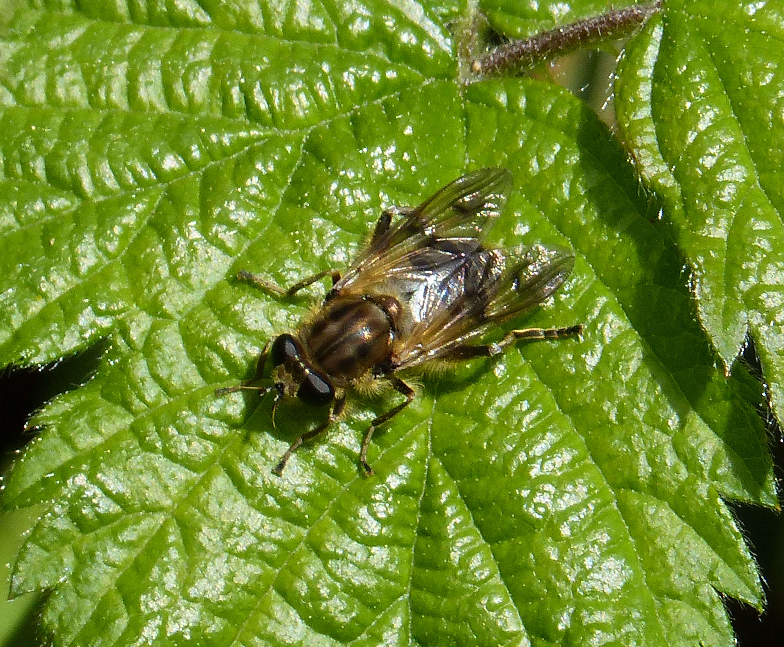 Image of Chalcosyrphus eunotus (Loew 1873)