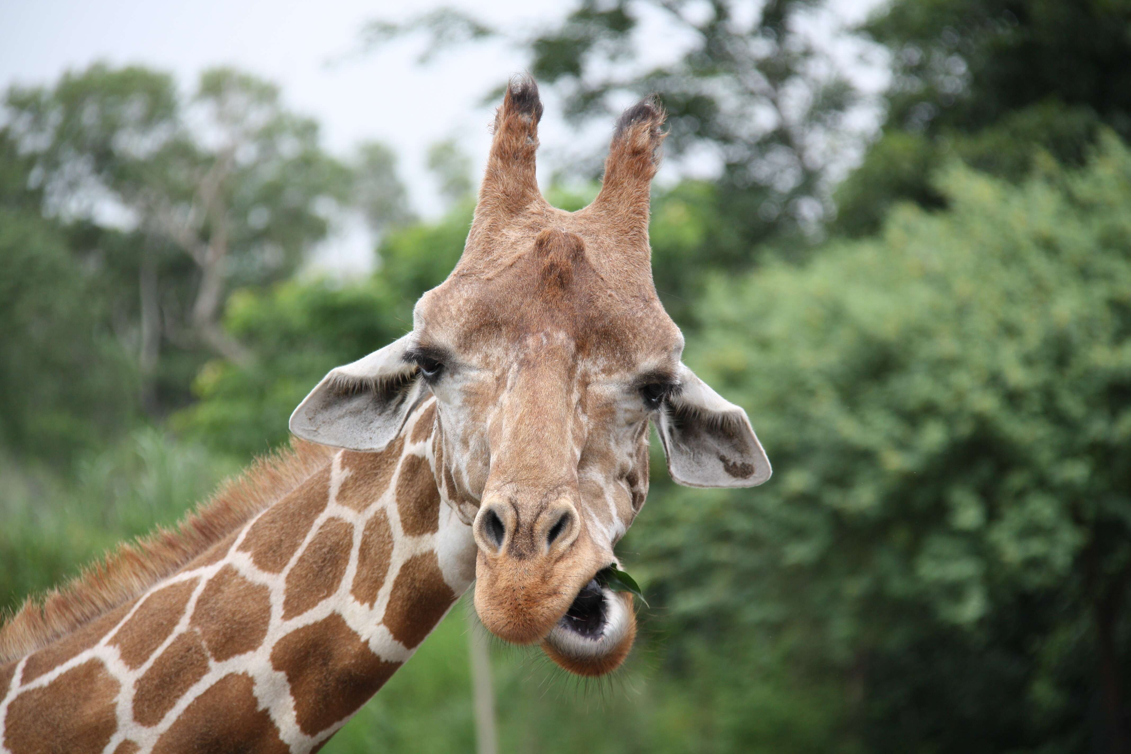 Image of Giraffe