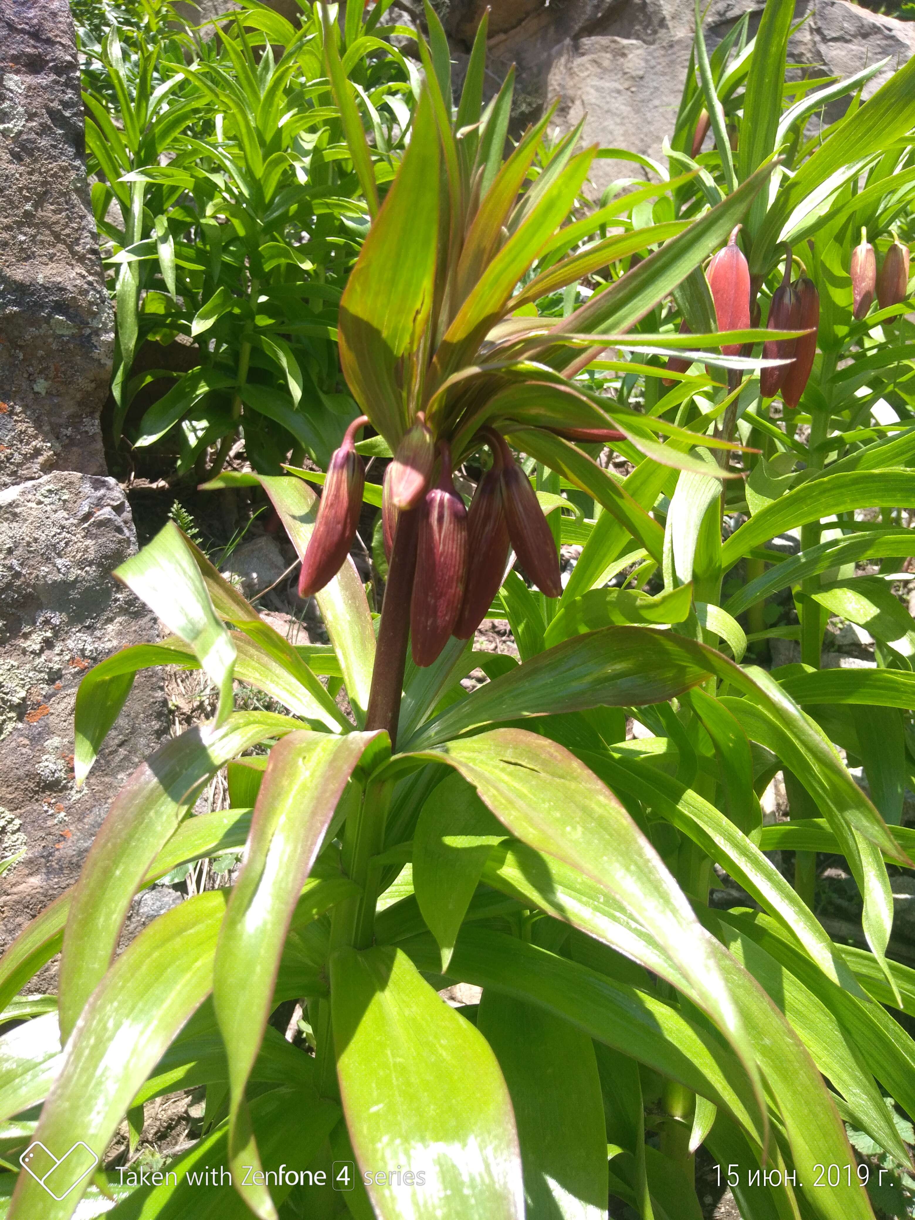 Image of Fritillaria eduardii A. Regel ex Regel