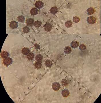 Image of Scleroderma verrucosum (Bull.) Pers. 1801