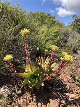 Image of Dudleya brittonii Johansen