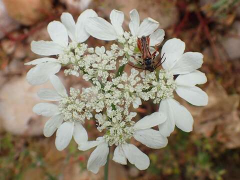 Orlaya grandiflora (L.) Hoffm. resmi