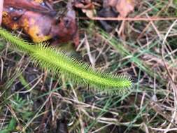 Image of foxtail clubmoss