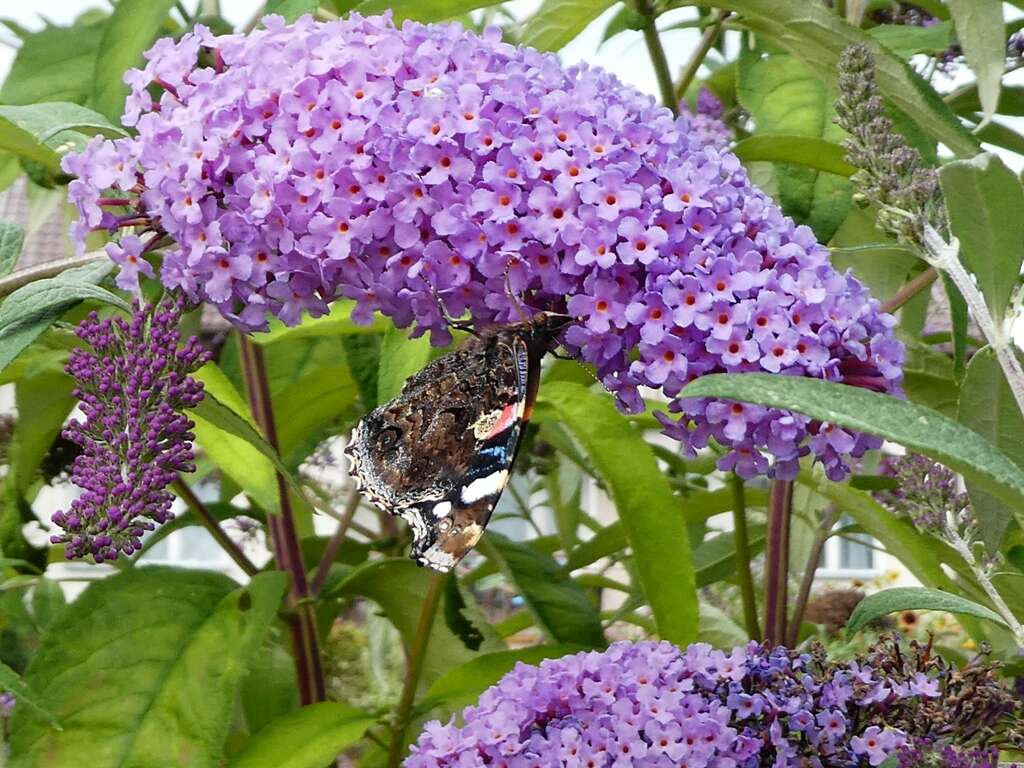 Image of butterfly-bush