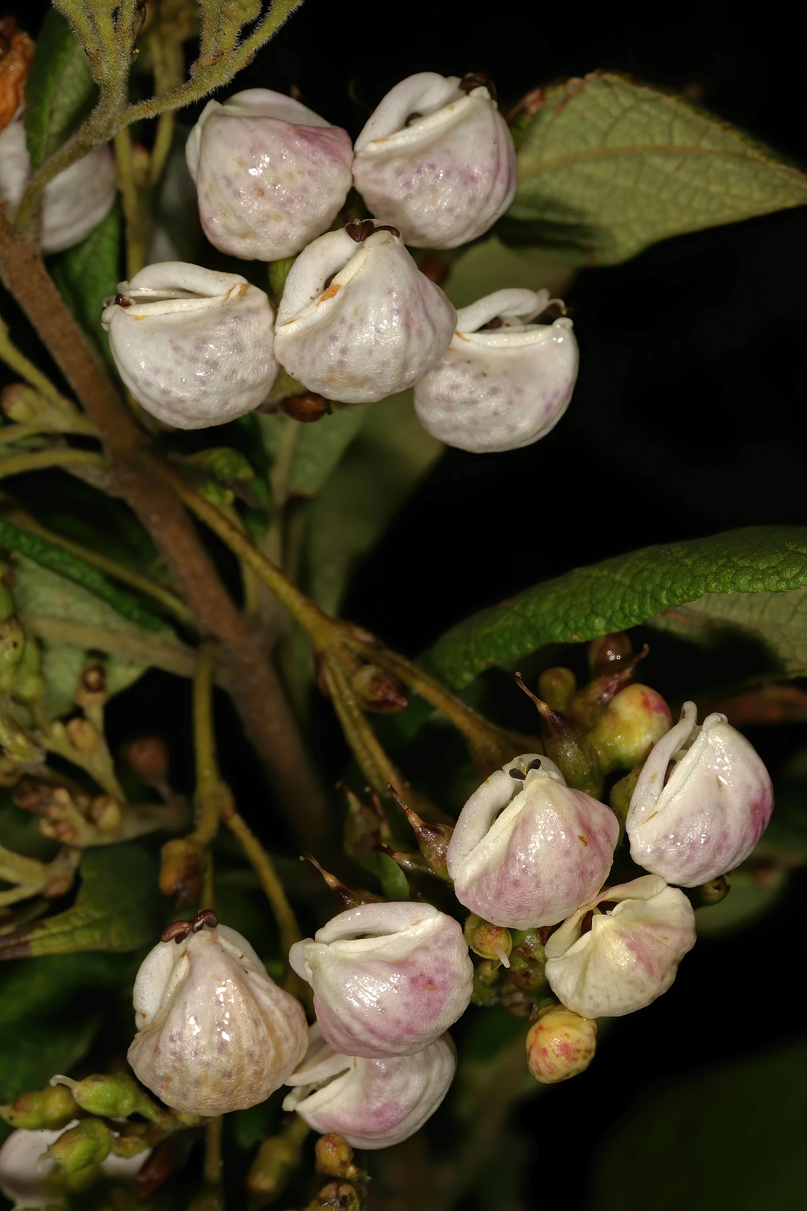 Image of Bowkeria cymosa Mac Owan