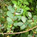 Image of Blue-leaved Willow