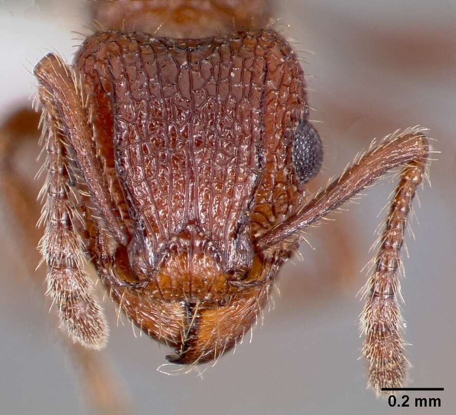 Image of Tetramorium hispidum (Wheeler 1915)