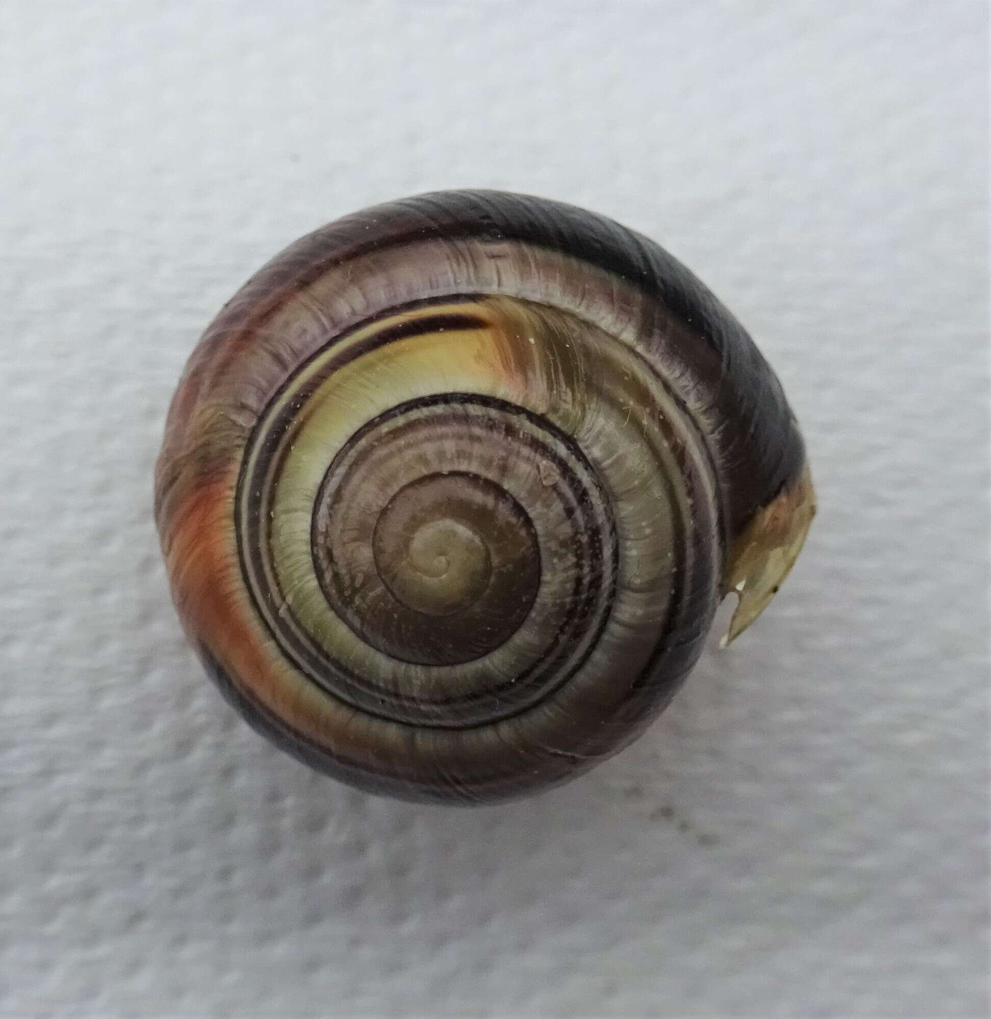 Image of Brown Lipped Snail