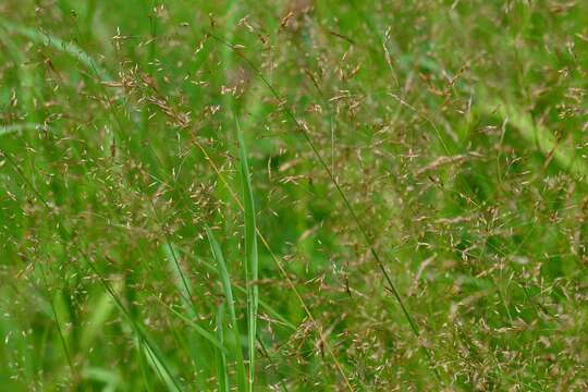 Image de Agrostis commun