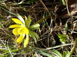 Image of eranthis