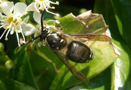 Image of Bald-faced Hornet