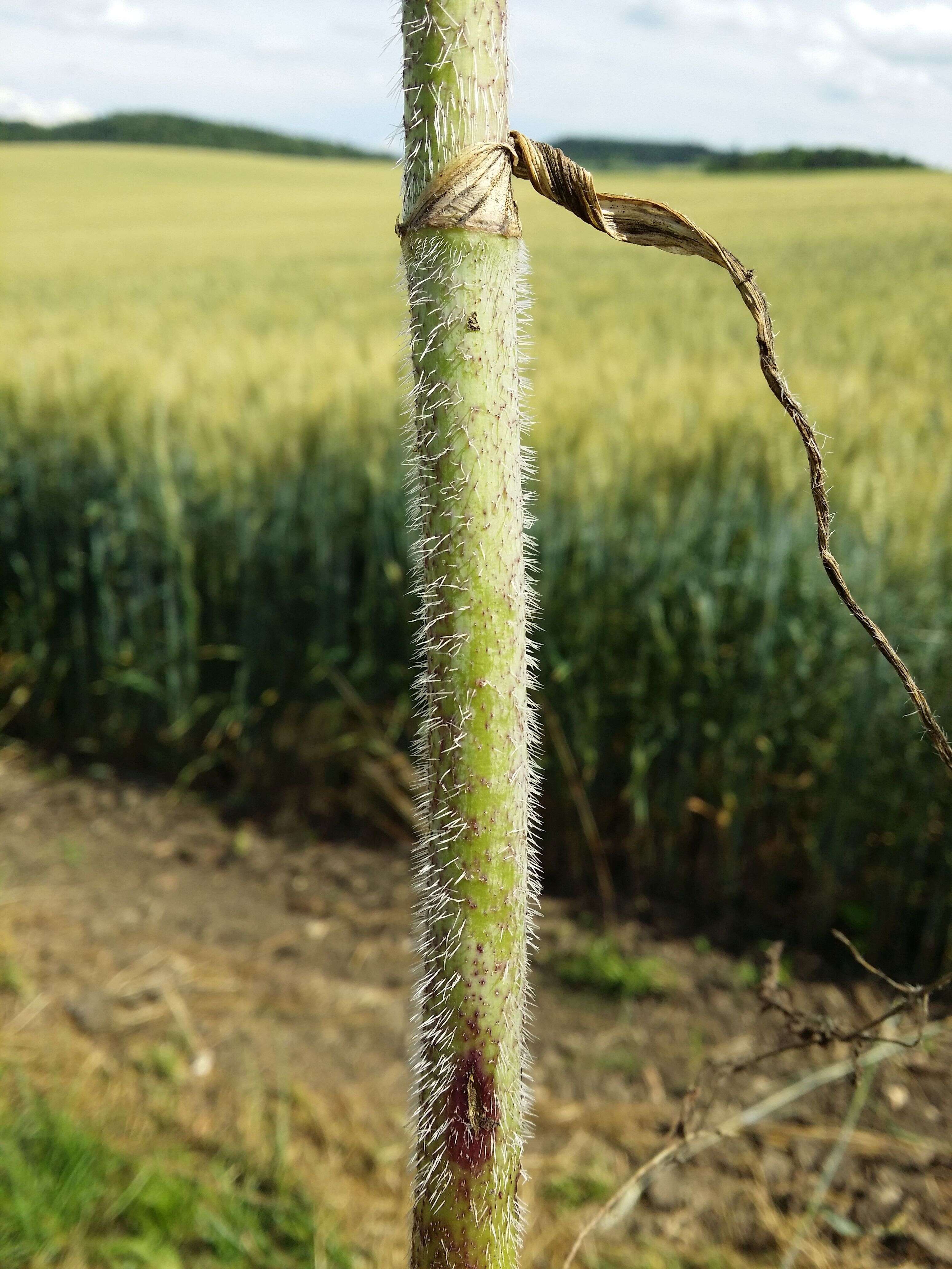 Image of bulbous chervil